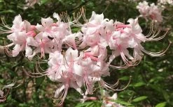 Pink Alabama Native Azalea - Rhododendron - 3 Gallon Pot -Garden & Outdoor Sale Shop Native Azalea Pink Alabamense 7