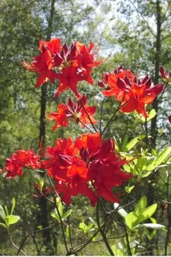 Radiant Red Aromi Azalea (Rhododendron Hybrid) - 2 Gallon Pot -Garden & Outdoor Sale Shop Native Azalea Radiant Red 6