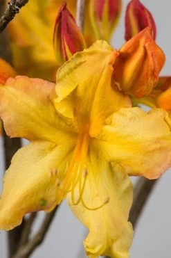 Solar Flare Sunbow Azalea - 3 Gallon Pot -Garden & Outdoor Sale Shop Native Azalea Solar Flare Sunbow BS