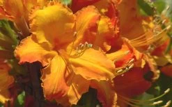 Solar Glow Sunbow Azalea - 3 Gallon Pot -Garden & Outdoor Sale Shop Native Azalea Solar Glow 2