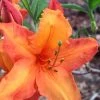 Solar Glow Sunbow Azalea - 3 Gallon Pot -Garden & Outdoor Sale Shop Native Azalea Solar Sunglow 1