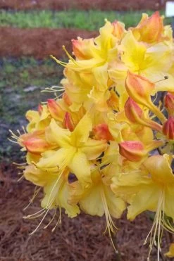 Solar Flare Sunbow Azalea - 3 Gallon Pot -Garden & Outdoor Sale Shop Native Azalea Solor Flare Sunbow 2