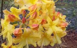 Solar Flare Sunbow Azalea - 3 Gallon Pot -Garden & Outdoor Sale Shop Native Azalea Solor Flare Sunbow 3