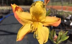 Spring Fanfare Aromi Azalea (Rhododendron Hybrid) - 3 Gallon Pot -Garden & Outdoor Sale Shop Native Azalea Spring Fanfare 3