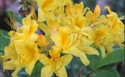 Sunny Side Up Aromi Azalea (Rhododendron Hybrid) - 1 Gallon Pot -Garden & Outdoor Sale Shop Native Azalea Sunny Side Up 5