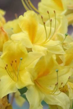 Sunny Side Up Aromi Azalea (Rhododendron Hybrid) - 1 Gallon Pot -Garden & Outdoor Sale Shop Native Azalea Sunny Side Up 6