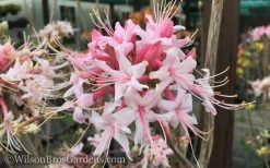 Varnadoes Phlox Pink Native Azalea - Rhododendron Canescens - 3 Gallon Pot -Garden & Outdoor Sale Shop Native Azalea Varnadoes Pink Phlox 50