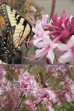 Varnadoes Phlox Pink Native Azalea - Rhododendron Canescens - 1 Gallon Pot -Garden & Outdoor Sale Shop Native Azalea Varnadoes Pink Phlox 55 1