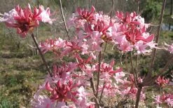 Varnadoes Phlox Pink Native Azalea - Rhododendron Canescens - 1 Gallon Pot -Garden & Outdoor Sale Shop Native Azalea Varnadoes pink Blooms 3 1