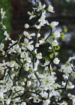 Flying Dragon Hardy Orange Tree - 3 Gallon Pot -Garden & Outdoor Sale Shop Orange Flying Dragon 10