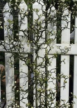 Flying Dragon Hardy Orange Tree - 7 Gallon Pot (3-4') -Garden & Outdoor Sale Shop Orange Flying Dragon 3 1