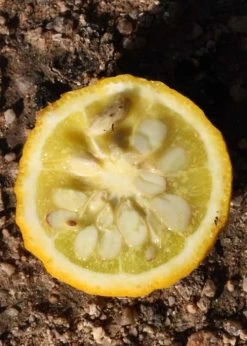 Flying Dragon Hardy Orange Tree - 3 Gallon Pot -Garden & Outdoor Sale Shop Orange Flying Dragon 5