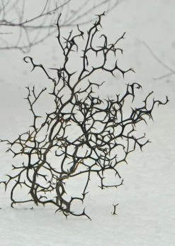 Flying Dragon Hardy Orange Tree - 7 Gallon Pot (3-4') -Garden & Outdoor Sale Shop Orange Flying Dragon 7 1