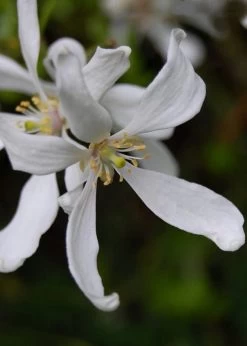 Flying Dragon Hardy Orange Tree - 7 Gallon Pot (3-4') -Garden & Outdoor Sale Shop Orange Flying Dragon 8 1
