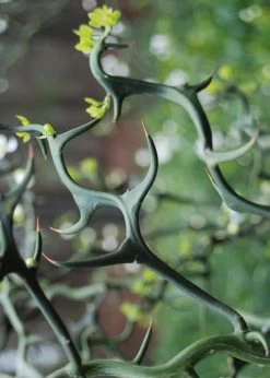 Flying Dragon Hardy Orange Tree - 3 Gallon Pot -Garden & Outdoor Sale Shop Orange Flying Dragon 9