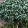 Wheeler's Cold Hardy Fragrant Tea Olive (Osmanthus) - 3 Gallon Pot 2 Wheeler's Cold Hardy Fragrant Tea Olive (Osmanthus) - 3 Gallon Pot -Garden & Outdoor Sale Shop Osmanthus Carl Wheeler 10