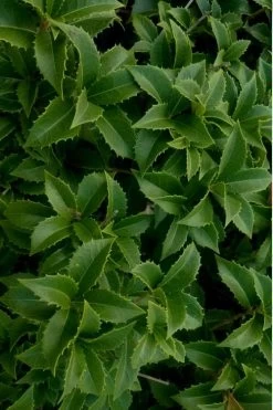 Wheeler's Cold Hardy Fragrant Tea Olive (Osmanthus) - 3 Gallon Pot 12 Wheeler's Cold Hardy Fragrant Tea Olive (Osmanthus) - 3 Gallon Pot -Garden & Outdoor Sale Shop Osmanthus Carl Wheeler 15