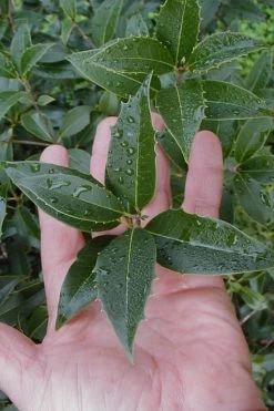 Wheeler's Cold Hardy Fragrant Tea Olive (Osmanthus) - 3 Gallon Pot 13 Wheeler's Cold Hardy Fragrant Tea Olive (Osmanthus) - 3 Gallon Pot -Garden & Outdoor Sale Shop Osmanthus Carl Wheeler 6