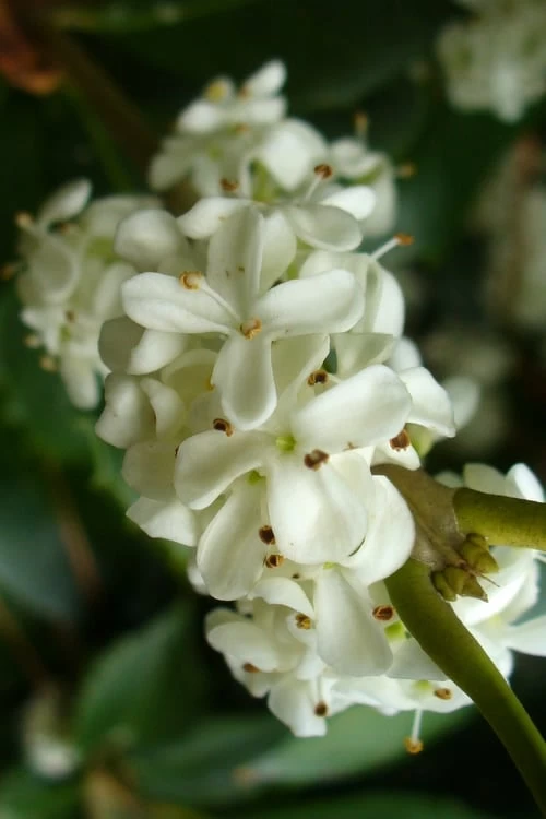 Wheeler's Cold Hardy Fragrant Tea Olive (Osmanthus) - 3 Gallon Pot 6 Wheeler's Cold Hardy Fragrant Tea Olive (Osmanthus) - 3 Gallon Pot - Image 4