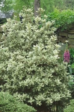 Goshiki Osmanthus (Variegated False Holly) - 2 Gallon Pot -Garden & Outdoor Sale Shop Osmanthus Goshiki 20 3