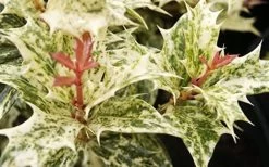 Goshiki Osmanthus (Variegated False Holly) - 7 Gallon Pot -Garden & Outdoor Sale Shop Osmanthus Goshiki Foliage Closeup 2