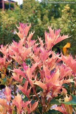 Party Lights Pink Flush Tea Olive - Osmanthus Heterophyllus - 5 Gallon Pot -Garden & Outdoor Sale Shop Osmanthus Party Lights 11