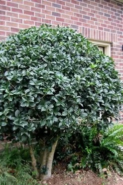 San Jose Fortune's Tea Olive Osmanthus - 3 Gallon Pot -Garden & Outdoor Sale Shop Osmanthus San Jose Tea Olive 2