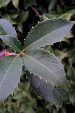 San Jose Fortune's Tea Olive Osmanthus - 3 Gallon Pot -Garden & Outdoor Sale Shop Osmanthus San Jose Tea Olive 3