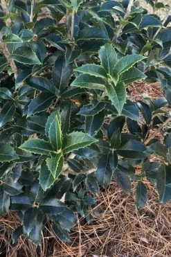San Jose Fortune's Tea Olive Osmanthus - 3 Gallon Pot -Garden & Outdoor Sale Shop Osmanthus San Jose Tea Olive 4