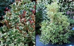 Fragrant Variegated Tea Olive - Osmanthus Heterophyllus 'Variegatus' - 3 Gallon Pot 11 Fragrant Variegated Tea Olive - Osmanthus Heterophyllus 'Variegatus' - 3 Gallon Pot -Garden & Outdoor Sale Shop Osmanthus Variegated False Holly 2