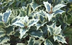 Fragrant Variegated Tea Olive - Osmanthus Heterophyllus 'Variegatus' - 3 Gallon Pot 10 Fragrant Variegated Tea Olive - Osmanthus Heterophyllus 'Variegatus' - 3 Gallon Pot -Garden & Outdoor Sale Shop Osmanthus Variegated False Holly Leaves