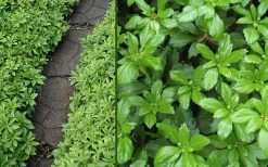 Green Carpet Pachysandra - Japanese Spurge - 18 Count Flat Of Pint Pots 10 Green Carpet Pachysandra - Japanese Spurge - 18 Count Flat Of Pint Pots -Garden & Outdoor Sale Shop Pachysandra Green Carpet