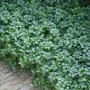 Green Carpet Pachysandra - Japanese Spurge - 18 Count Flat Of Pint Pots -Garden & Outdoor Sale Shop Pachysandra Green Carpet 500x750 1