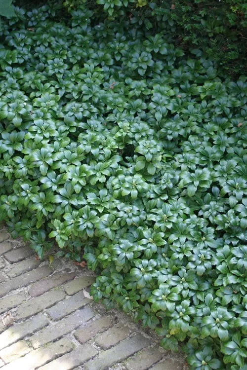 Green Carpet Pachysandra - Japanese Spurge - 18 Count Flat Of Pint Pots 3 Green Carpet Pachysandra - Japanese Spurge - 18 Count Flat Of Pint Pots