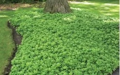 Green Carpet Pachysandra - Japanese Spurge - 18 Count Flat Of Pint Pots 11 Green Carpet Pachysandra - Japanese Spurge - 18 Count Flat Of Pint Pots -Garden & Outdoor Sale Shop Pachysandra Green Carpet Landscape