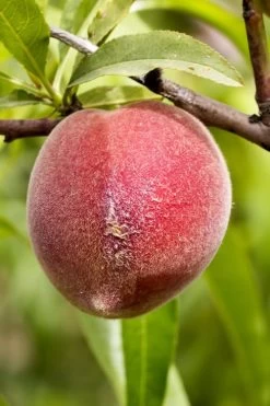 Bonanza Dwarf Patio Peach Tree - 3 Gallon Pot -Garden & Outdoor Sale Shop Peach Bonanza 1