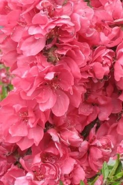 Bonanza Dwarf Patio Peach Tree - 3 Gallon Pot -Garden & Outdoor Sale Shop Peach Bonanza 3