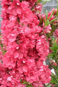 Bonanza Dwarf Patio Peach Tree - 3 Gallon Pot -Garden & Outdoor Sale Shop Peach Bonanza 4