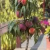 Bonanza Dwarf Patio Peach Tree - 3 Gallon Pot 2 Bonanza Dwarf Patio Peach Tree - 3 Gallon Pot -Garden & Outdoor Sale Shop Peach Bonanza 6