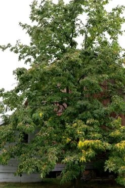 American Persimmon Tree - Diospyros Virginiana - 3 Gallon Pot -Garden & Outdoor Sale Shop Persimmon American 2