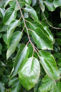 American Persimmon Tree - Diospyros Virginiana - 3 Gallon Pot -Garden & Outdoor Sale Shop Persimmon American 3