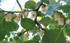 American Persimmon Tree (Diospyros Virginiana) - 3 Pack Of 1.5 Quart Pots -Garden & Outdoor Sale Shop Persimmon American 5 1