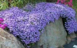 Emerald Cushion Blue Creeping Phlox - 1 Gallon Pot -Garden & Outdoor Sale Shop Phlox Emerald Blue 11