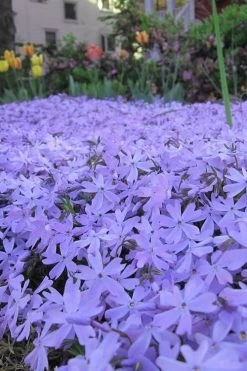 Emerald Cushion Blue Creeping Phlox - 1 Gallon Pot -Garden & Outdoor Sale Shop Phlox Emerald Blue 13