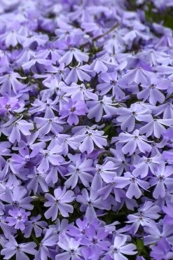 Emerald Cushion Blue Creeping Phlox - 1 Gallon Pot -Garden & Outdoor Sale Shop Phlox Emerald Blue 14