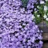 Emerald Cushion Blue Creeping Phlox - 1 Gallon Pot -Garden & Outdoor Sale Shop Phlox Emerald Blue 15