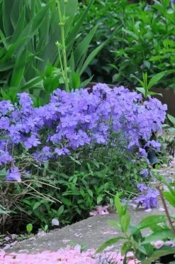 Blue Moon Woodland Phlox - 1 Gallon Pot -Garden & Outdoor Sale Shop Phlox Woodland Blue 11