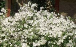 Mrs. G.G. Gerbing White Southern Indica Azalea - 3 Gallon Pot -Garden & Outdoor Sale Shop Picture Azlea GG Gerbing 1