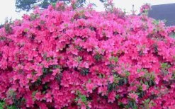 Judge Solomon Southern Indica Azalea - 3 Gallon Pot -Garden & Outdoor Sale Shop Picture Azlea Judge Solomon Flowers