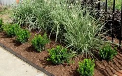 Baby Gem Boxwood - 6 Pack Of 1 Gallon Pots -Garden & Outdoor Sale Shop Picture Boxwood Baby Gem Edger 4